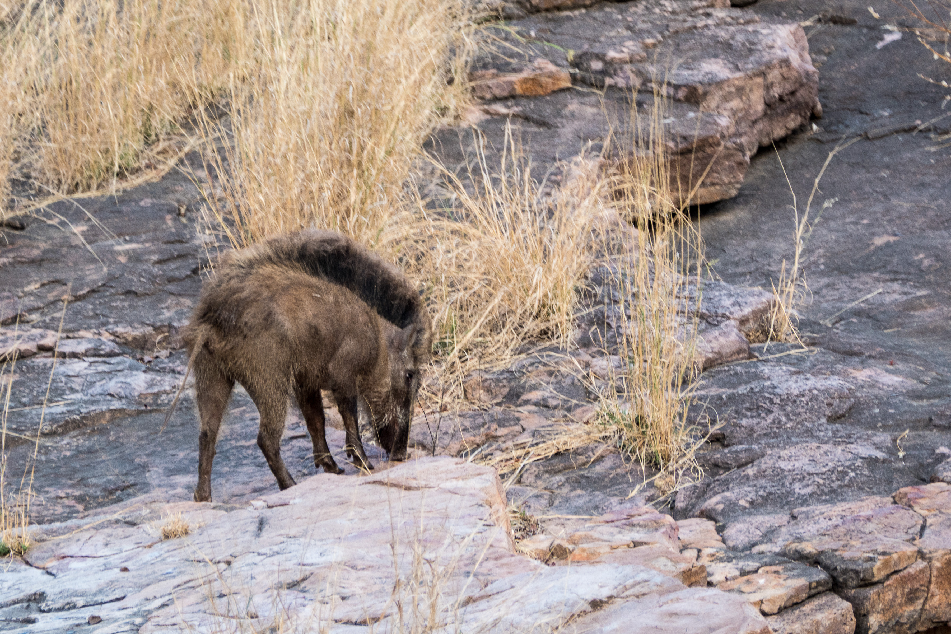 7 Ranthambore 4
